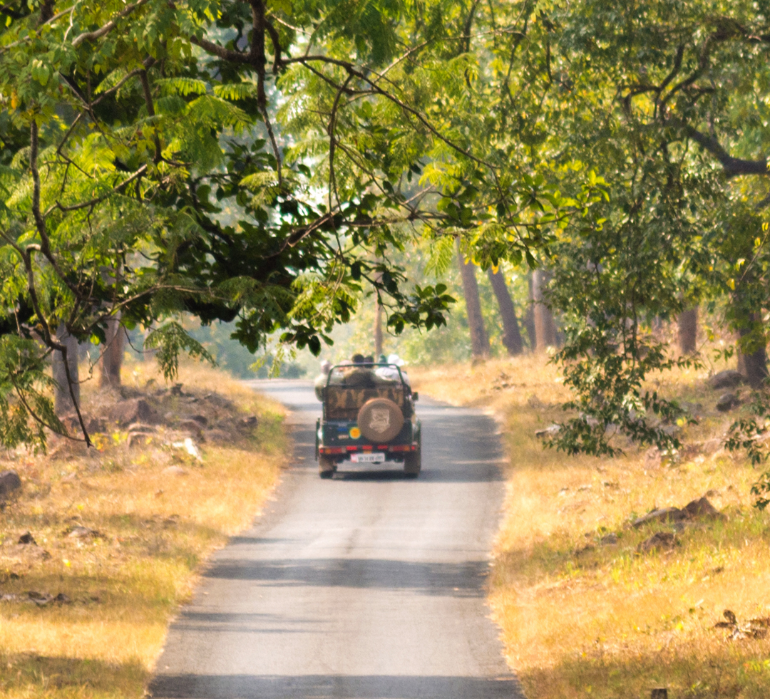 Nameri Jungle Safari